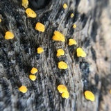 Dacrymyces capitatus image