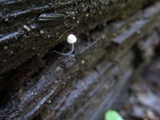 Mycena aciculata image