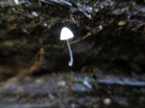 Mycena aciculata image