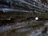 Mycena aciculata image