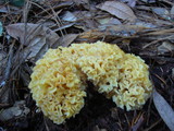 Sparassis crispa image