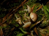 Mycena aurantiomarginata image