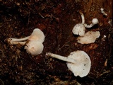 Neolentinus kauffmanii image