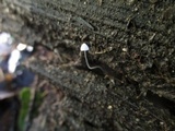 Mycena aciculata image