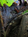 Mycena aciculata image