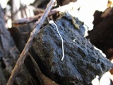 Mycena aciculata image