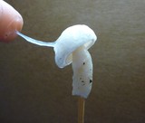 Hygrophorus eburneus image
