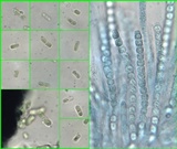 Trichoderma citrinoviride image