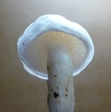 Hygrophorus eburneus image