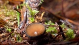 Pseudoplectania vogesiaca image