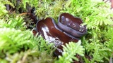Pseudoplectania vogesiaca image