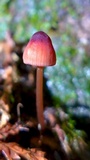 Mycena sanguinolenta image