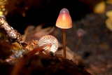Mycena sanguinolenta image
