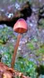 Mycena sanguinolenta image