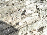 Aleurodiscus oakesii image