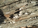 Aleurodiscus oakesii image