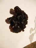 Exidia recisa image