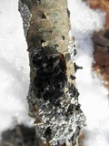 Exidia recisa image