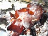 Exidia recisa image
