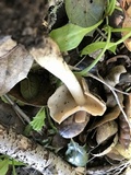 Helvella compressa image
