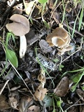 Helvella compressa image