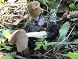 Helvella compressa image