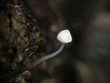 Mycena adscendens image