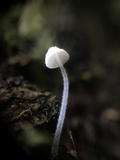 Mycena adscendens image
