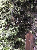 Mycena adscendens image