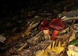 Hygrocybe punicea image
