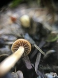 Psilocybe coprophila image