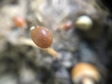 Psilocybe coprophila image