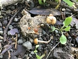 Psilocybe coprophila image