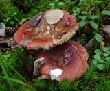 Russula vinosa image