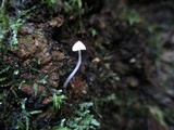 Mycena adscendens image