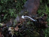 Mycena adscendens image