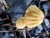 Marasmius siccus image