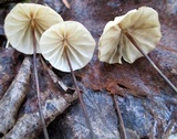 Marasmius siccus image