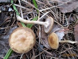 Agrocybe paludosa image