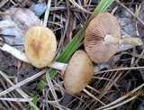Agrocybe paludosa image
