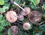 Agrocybe paludosa image