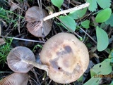 Agrocybe paludosa image