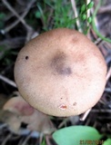 Agrocybe paludosa image