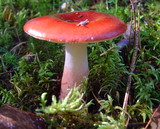 Russula rhodopus image