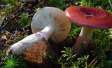 Russula rhodopus image