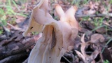 Helvella crispa image