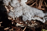 Ceratiomyxa fruticulosa var. fruticulosa image