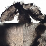 Pseudoschismatomma rufescens image