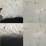 Pseudoschismatomma rufescens image