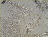 Pseudoschismatomma rufescens image